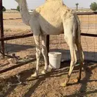 حاشي لباني