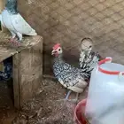 ديك سبرايت مستوا