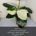 نبات داخلي