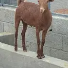 جفار للبيع