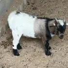 غنم اقزام للبيع