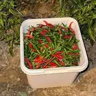 فلل حااار جدا من مزرعتي الخاصه