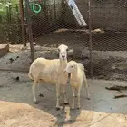 نعجه منتوج