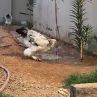 فراخة براهما اصل TOP