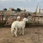 خروفين سمان كفو كفو