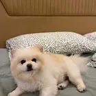 ذكر بومرينيان