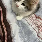 قطه صغيره عمرها شهر ونص