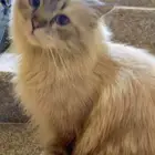 للبيع شيرازي