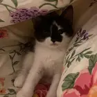 بسه تبني