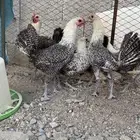 دجاج فيومي بياض