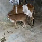بقره ام رابع تحتها حسيله عمرها اربع شهور