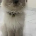قطه هيمالايا لتبني انثى