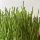 عشبه القمح العضوي