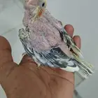 Al Khobar. Al rakah