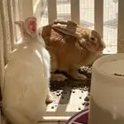 ارانب للبيع