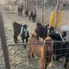 تيوس للبيع