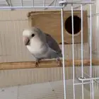ببغاء روز