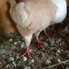 مودينا منتج ومعه طبة من إنتاجه