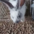 المدينه المنورة