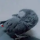 ببغاء كاسكو