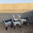 تيوس للبيع