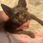 قط للتبني
