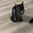 قطه انثى للتبني