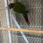 ذكر كنيور قرين شيك منتج(( تم البيع