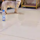 انثى العمر سنه تقريبا