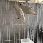 روز البينو منتج