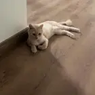 قطه للتبني