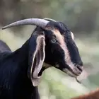 معزا صنف الصنف