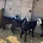 تيوس للبيع