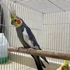 طيور كروان الليفه للبيع