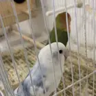 روز للبيع على السوم