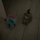 قط للبيع