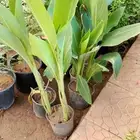 تنسيق وصيانه الحدائق
