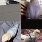 فيشر مفقود الي يشوفه يتواصل معي
