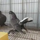 للبيع زوج كرنقو الحد. 60