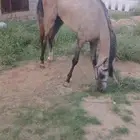 مهر شعبي