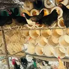 بيض دجاج الوان مميزه تركي