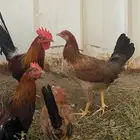 فروخ دجاج بلدي