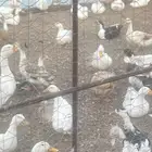 بط بياض بكيني وشرشري