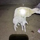 نعجه سنها توها جامع تحتها طلي