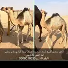 قعود لباني العمر 5 شهور