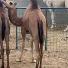للبيع بكره
