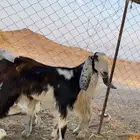 جفار مصريات طيبه