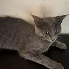 قط ذكر لتبني