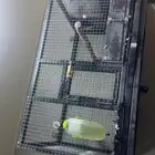 اقفاص انتاج ببغاوات