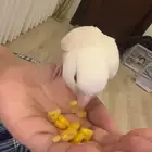 انثى روز البينو